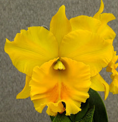 Rlc. Haadyai Delight (Mericlone)