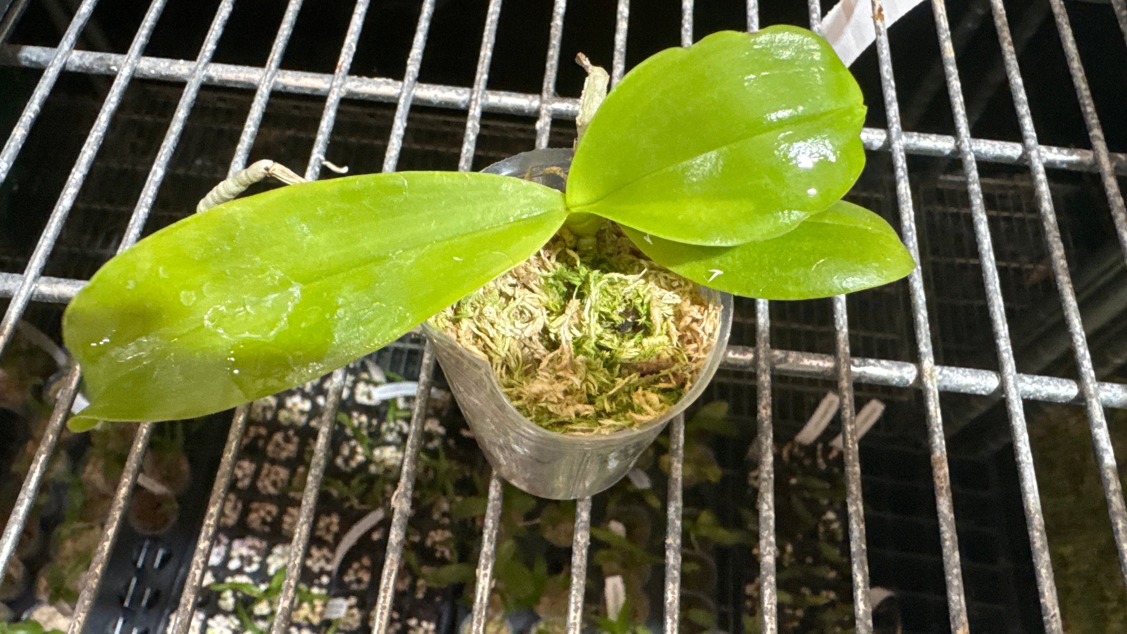 Phalaenopsis Mituo Golden Tiger’White Tiger' x [(AL Green Eagle-Miro Hime) x Yaphon Yellow Story]