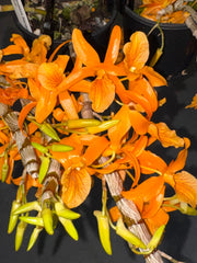 Dendrobium Stardust 'Firebird' (Flowering, In Buds)