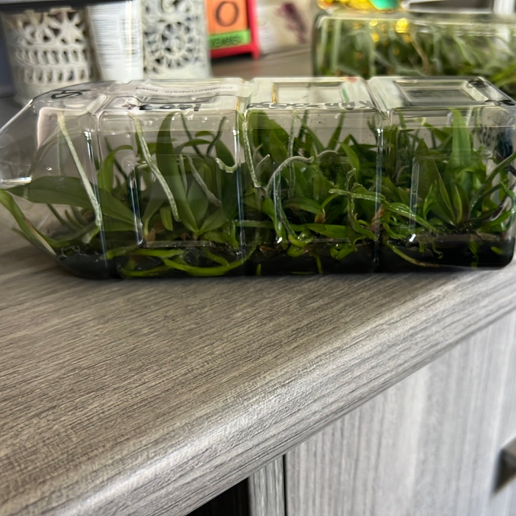 Phalaenopsis lowii FLASK
