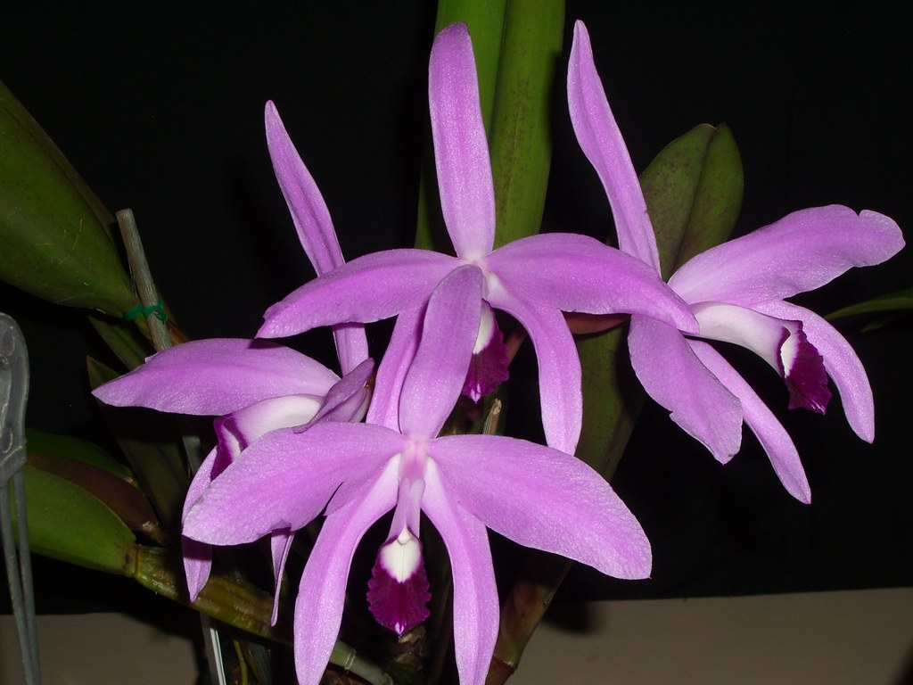 Laelia perrinii (Species from Brazil)