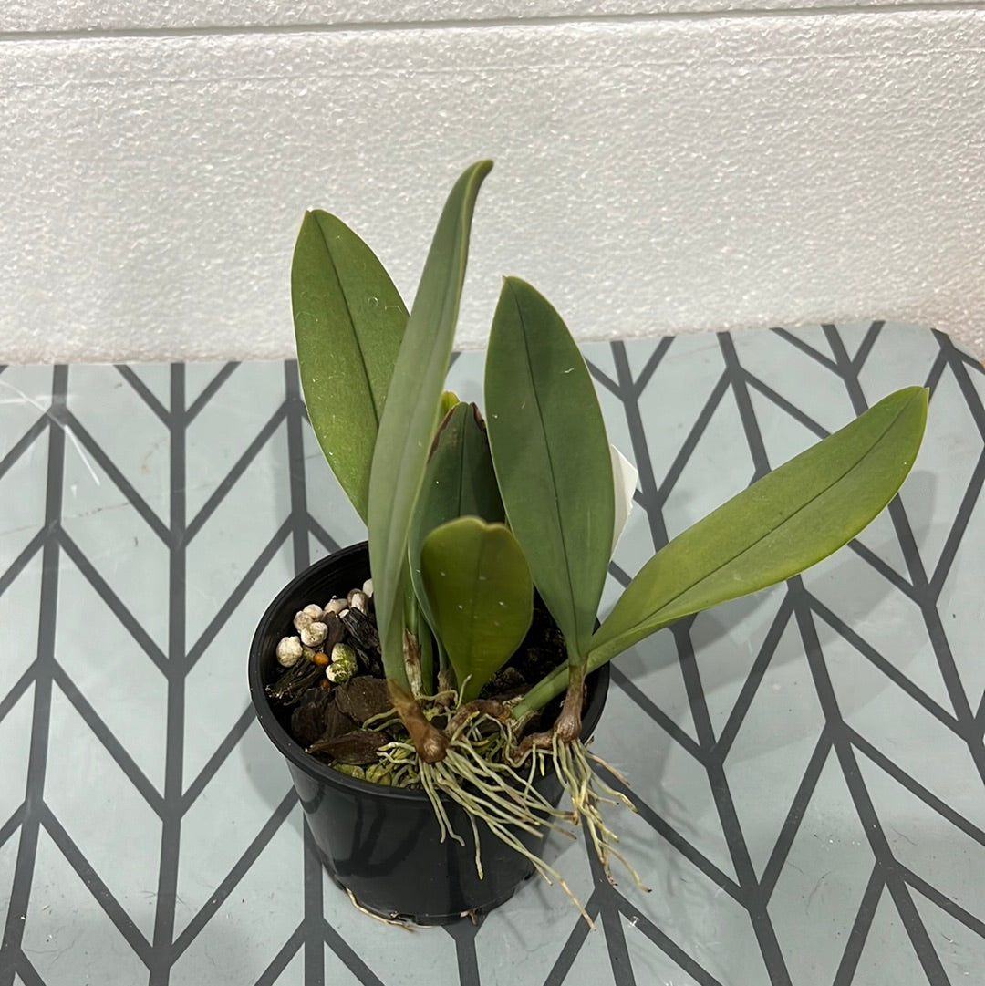 Bulbophyllum blaoense (Rare Species) Secondary image