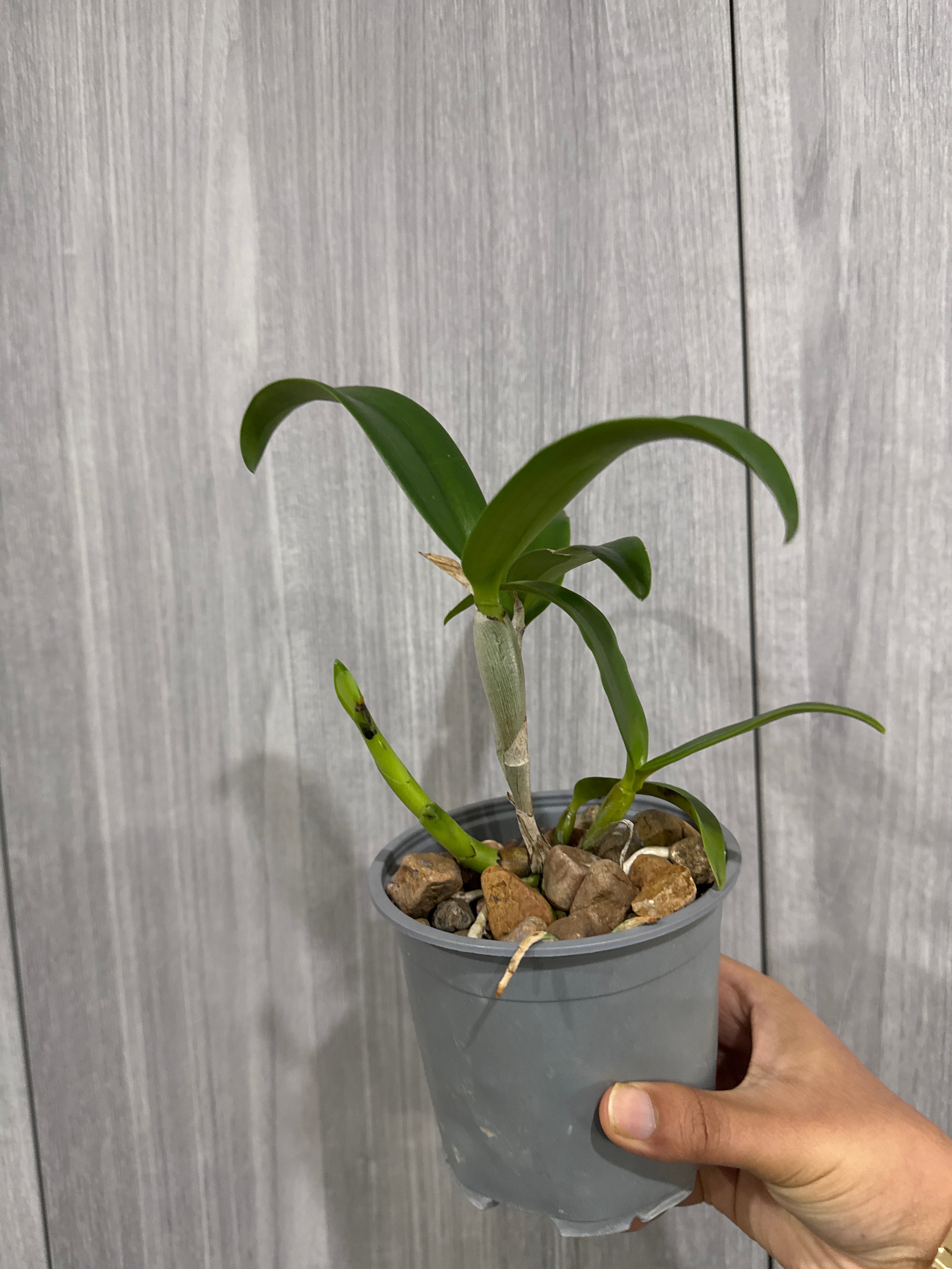 Cattleya Chocolate Drop 'Yellow Chiffon' (Mericlone)