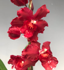 Oncostele Red Silk 'HOF' (In flower spikes)
