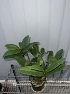 Dendrobium amabile (Advanced Flowering Size)