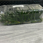 Vanda vietnamica SPECIES FLASK (35+ PLANTS)