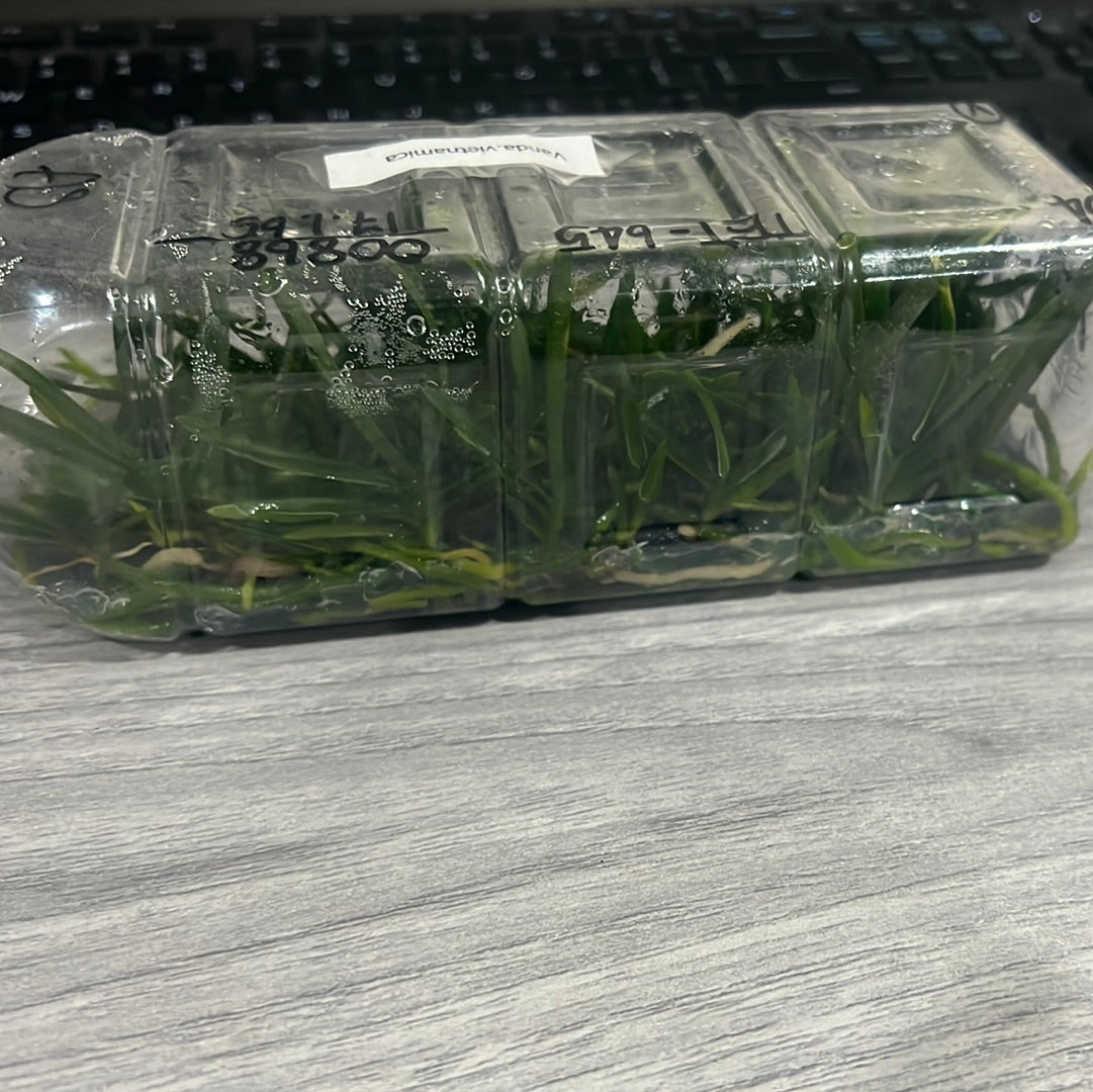 Vanda vietnamica SPECIES FLASK (35+ PLANTS)