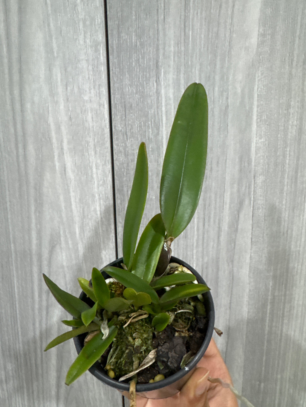 Cattleya mossiae 'Tipo' x sib 'CH #3 x 'Pink Square