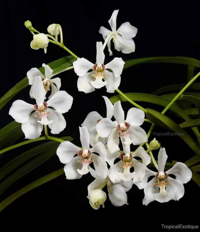 Vanda lombokensis x Vanda barnesii