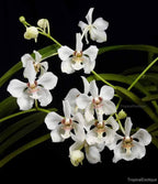Vanda lombokensis x Vanda barnesii