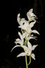 Cymbidium insigne alba 4N