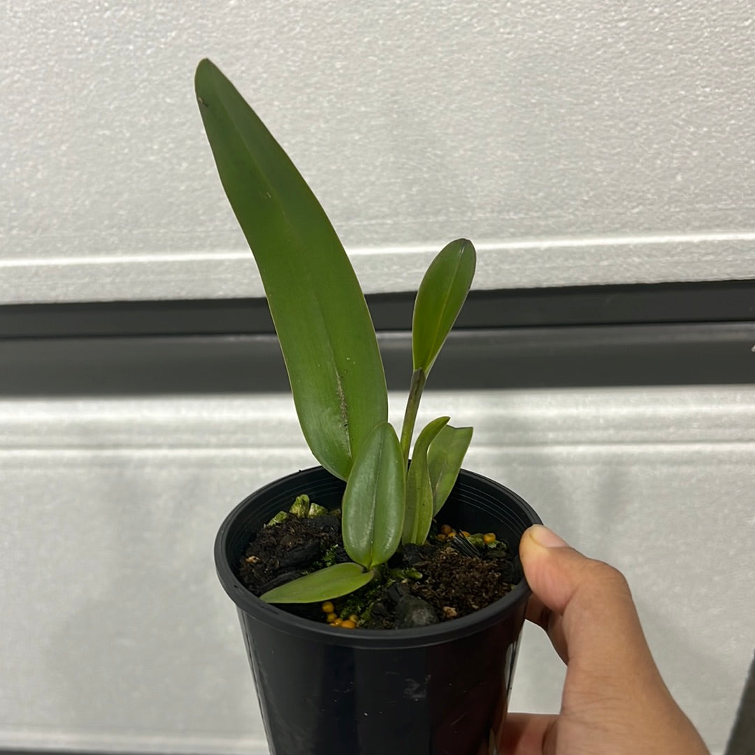 Cattleya quadricolor (chocoensis) semi alba x sib ('CH#2' x 'CH#1') Secondary image