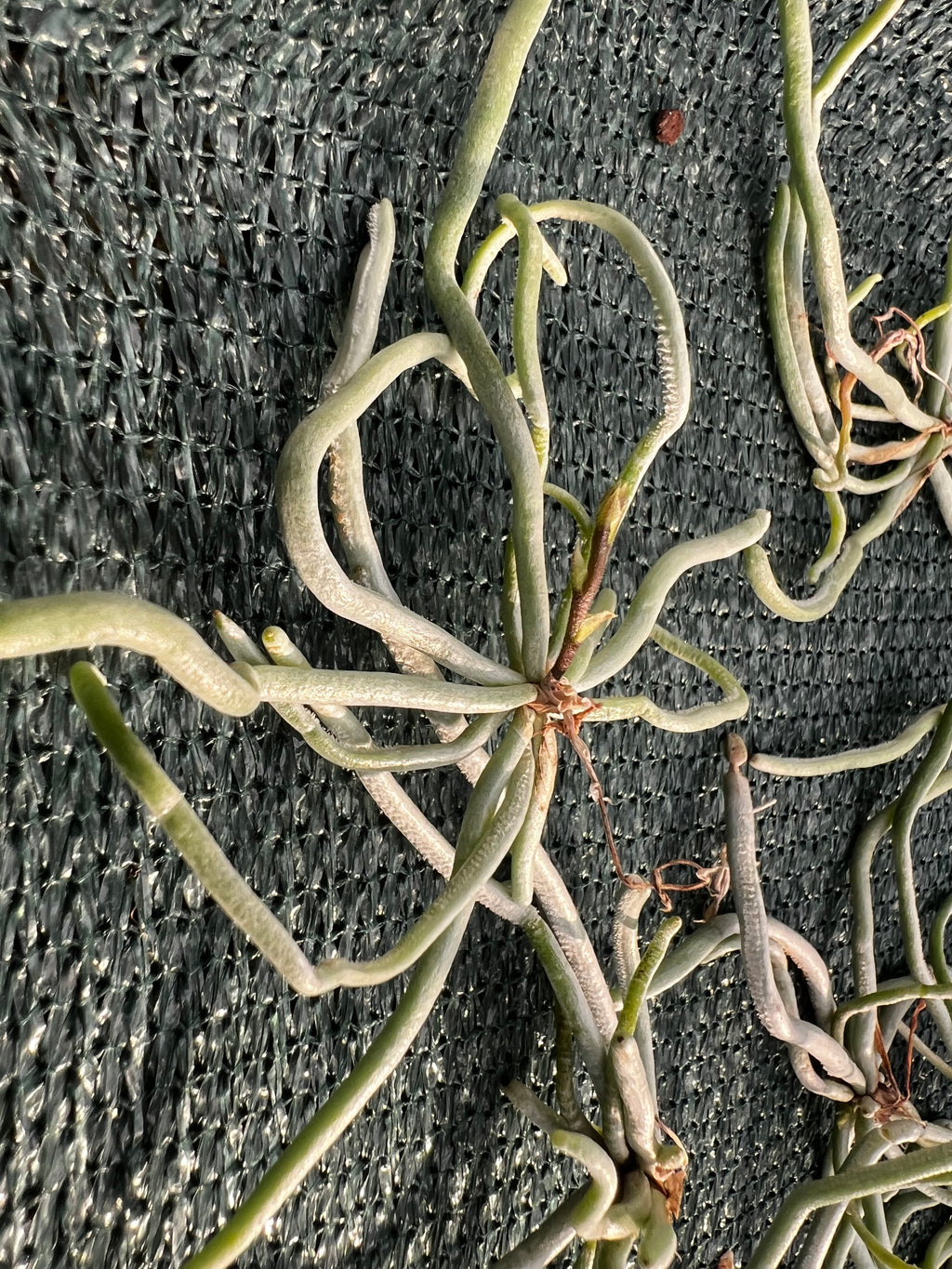 Chiloschista parishii (Rare Leafless Species) IN SPIKE