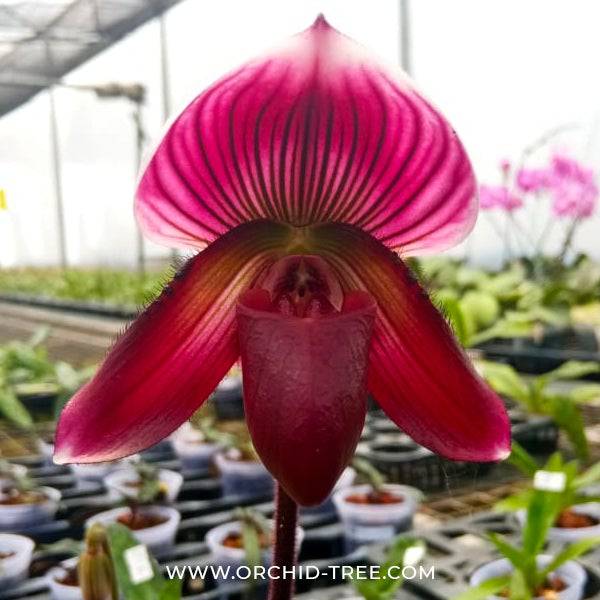 Paphiopedilum callosum Red Main image