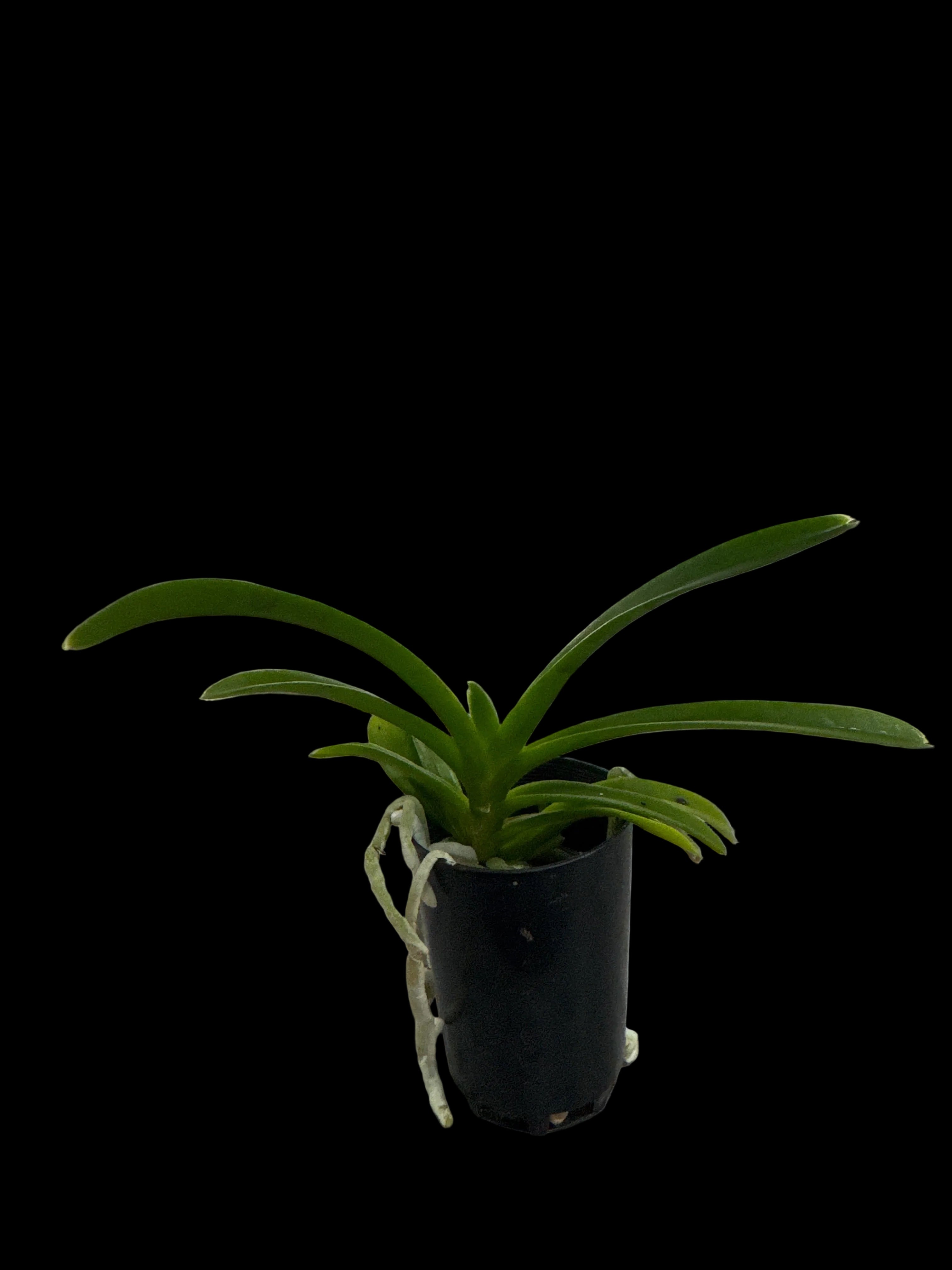 Vanda Mem. Ted Carter 'Ng Si Pad' (MC) Secondary image