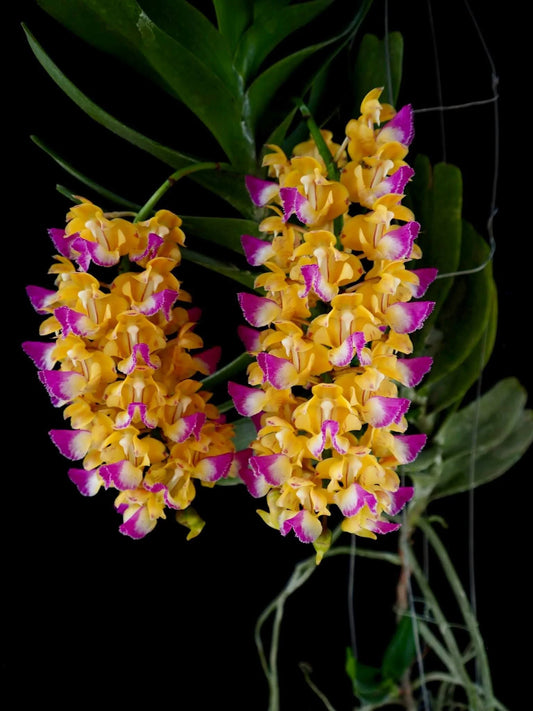 Aerides houlletiana (Orchid Species)