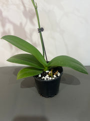 Phalaenopsis Yu Pin Fireworks (In Flower)