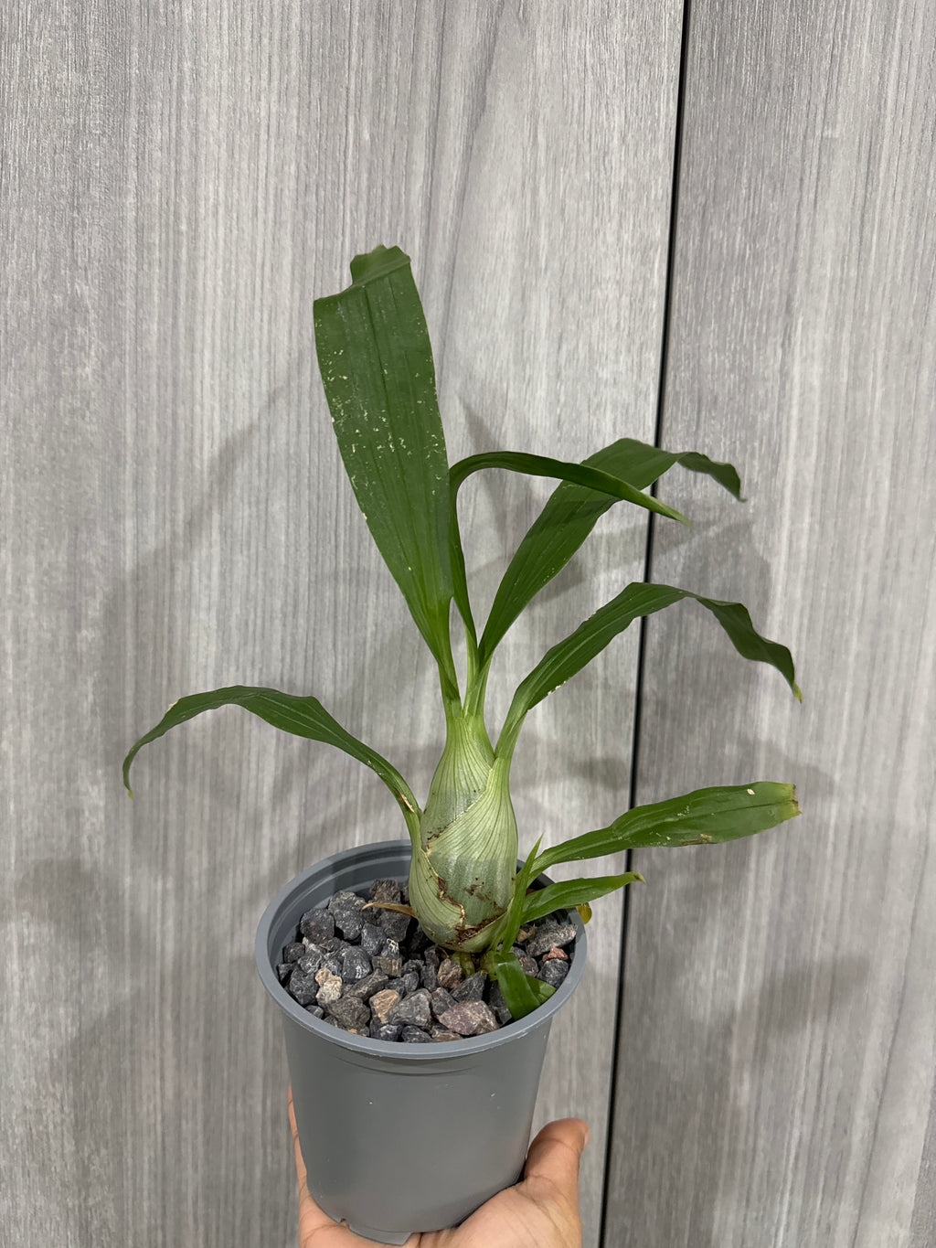 (BLACK ORCHID) Monnierara Millennium Magic 'Witchcraft'