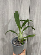 (BLACK ORCHID) Monnierara Millennium Magic 'Witchcraft'