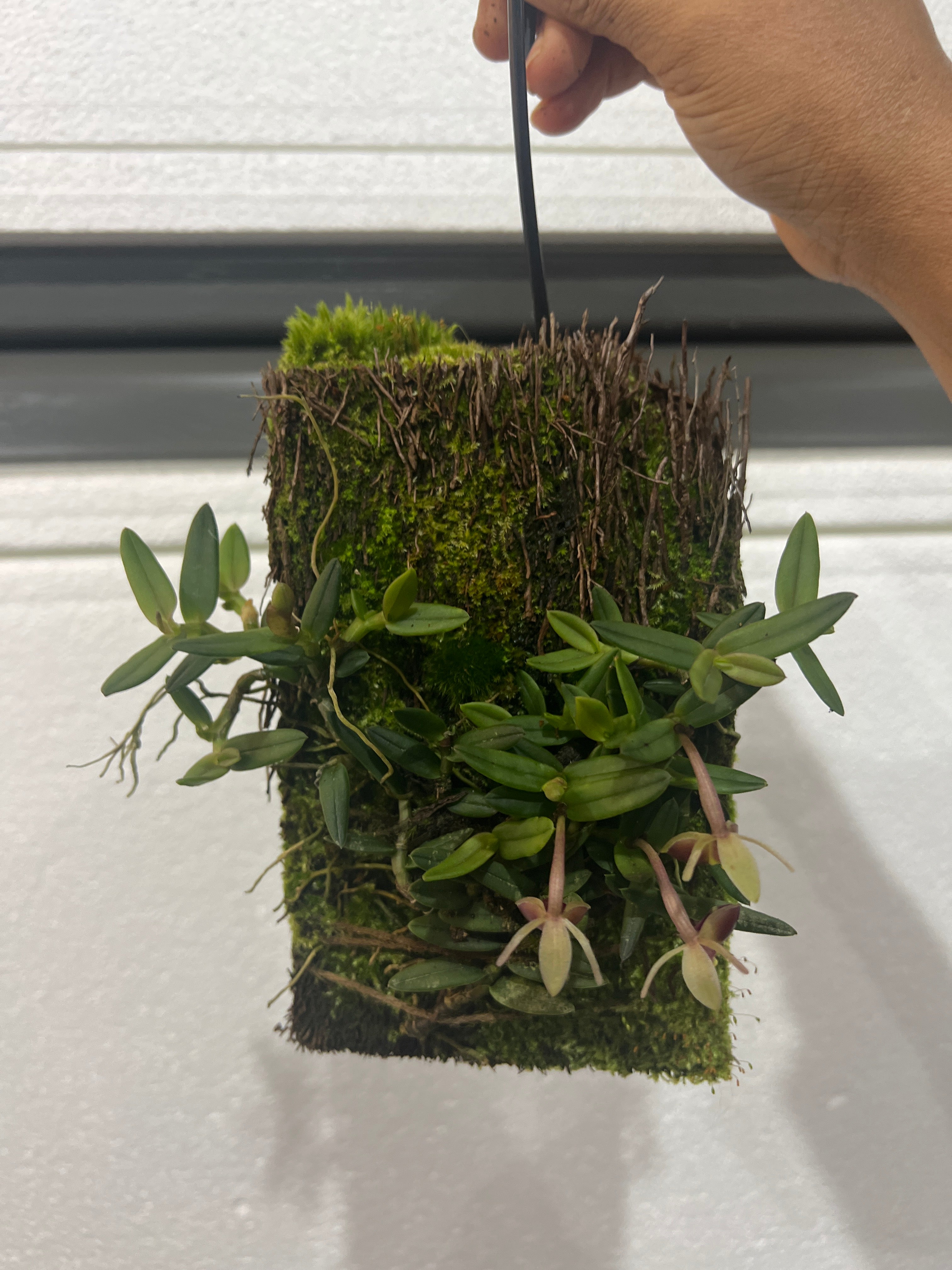 Epidendrum porpax Secondary image