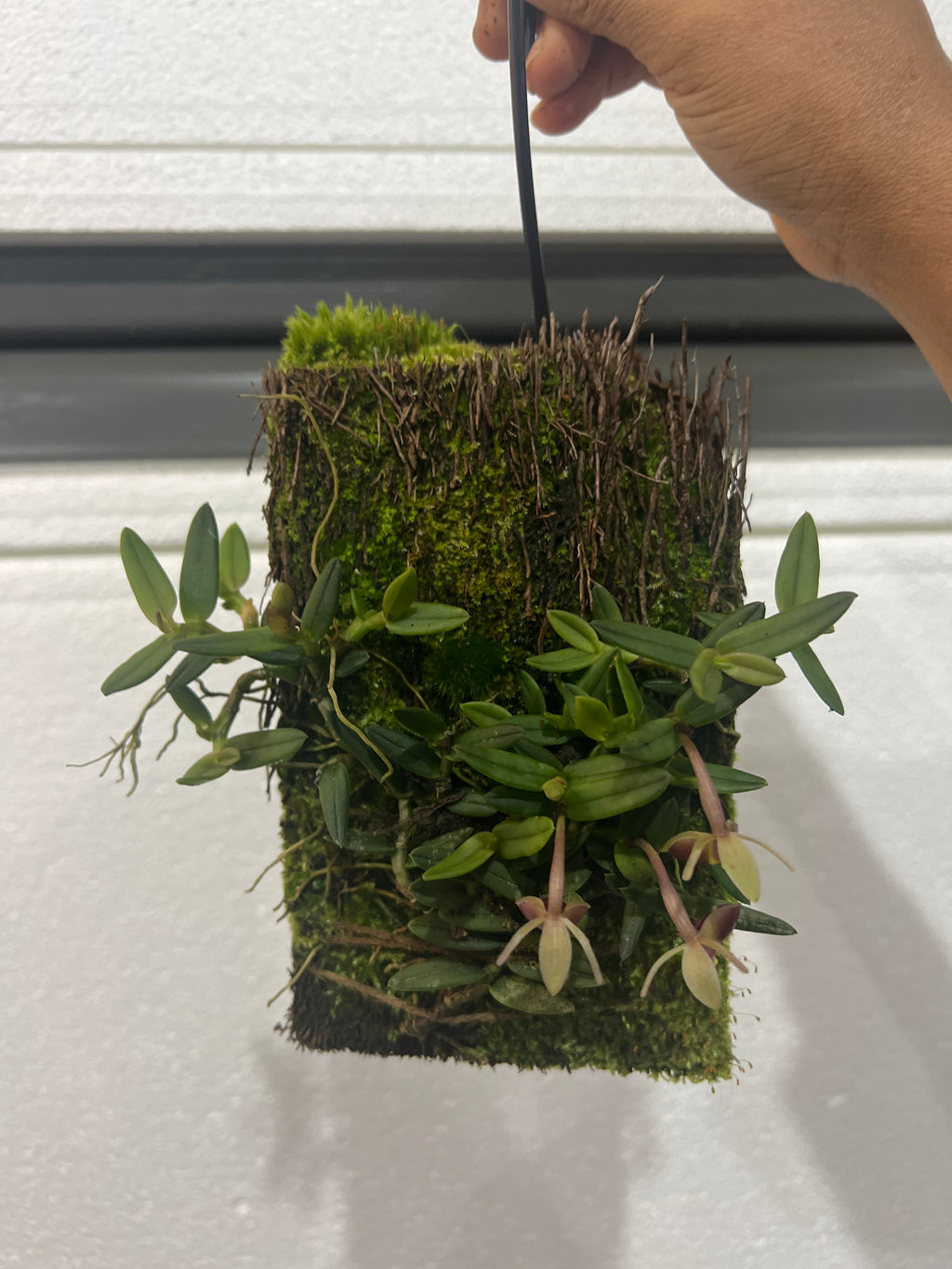 Epidendrum porpax