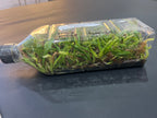 Coelogyne septemcostata (Species Flask - Plastic Bottle) ex Thailand