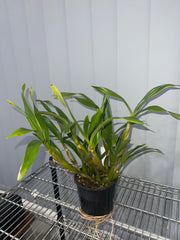 Dendrobium chrysotoxum (Species, FS Budding)