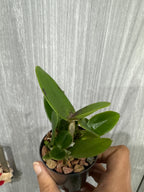 Rhyncholaeliocattleya Yuan Dung Python 'Passion Fruit'