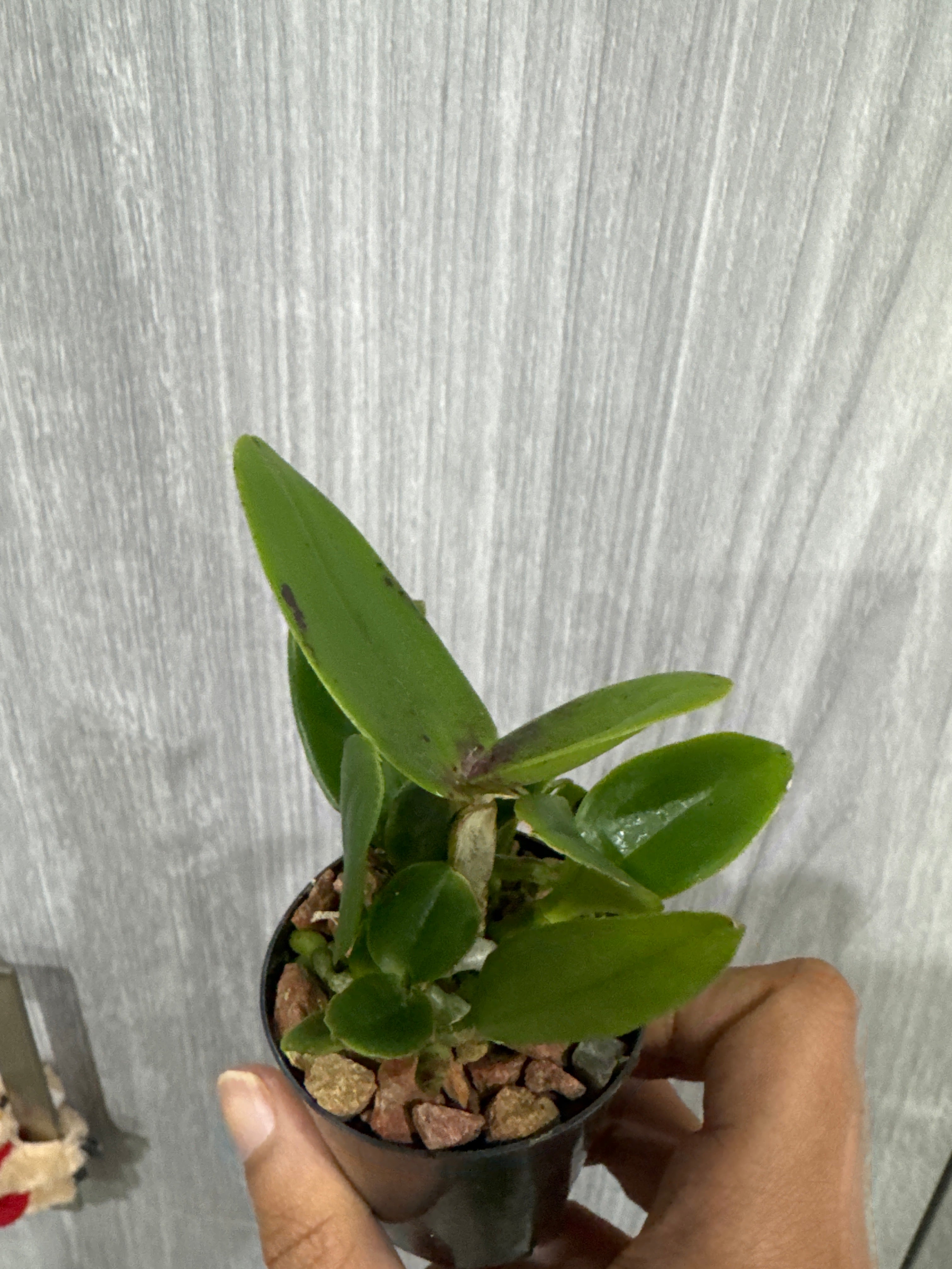 Rhyncholaeliocattleya Yuan Dung Python 'Passion Fruit'