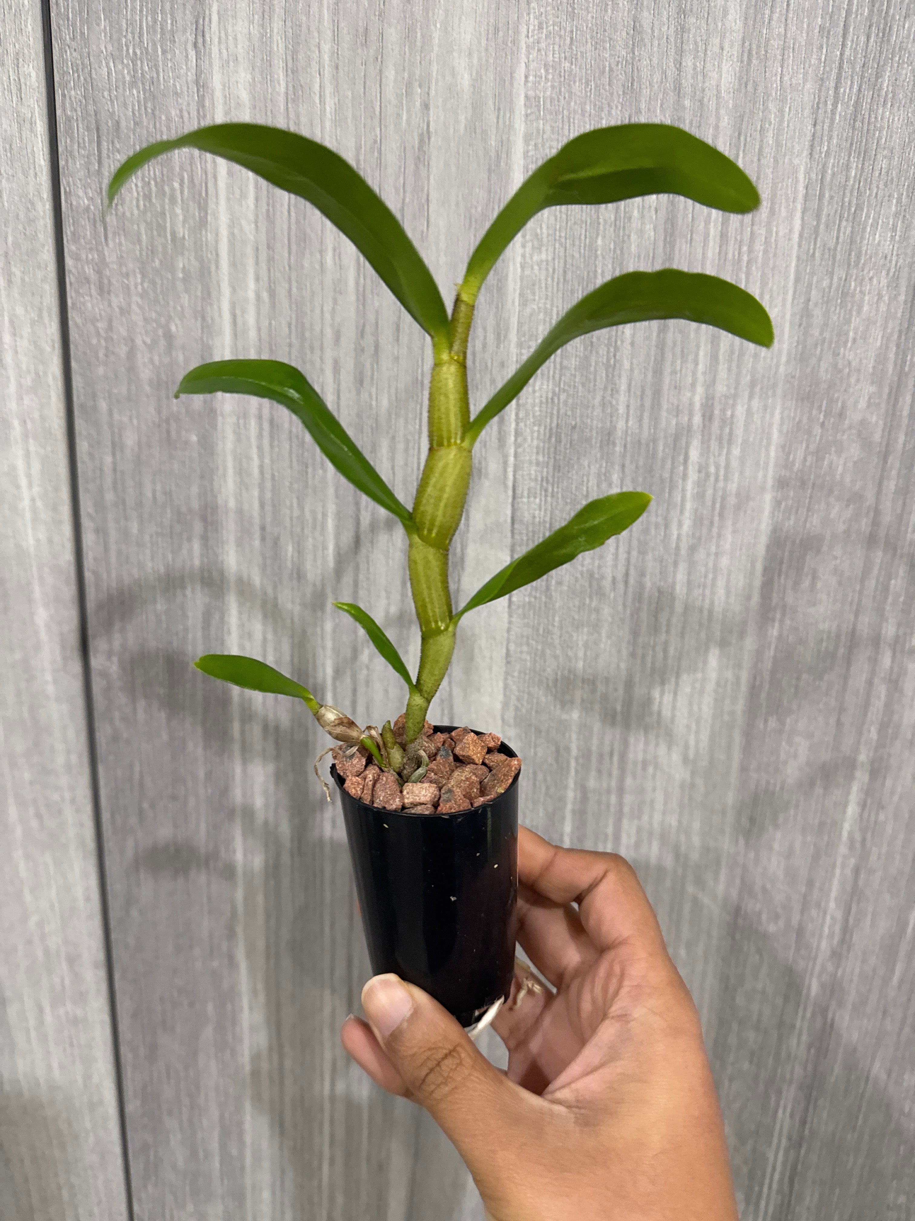 Dendrobium Jairak Green Frost