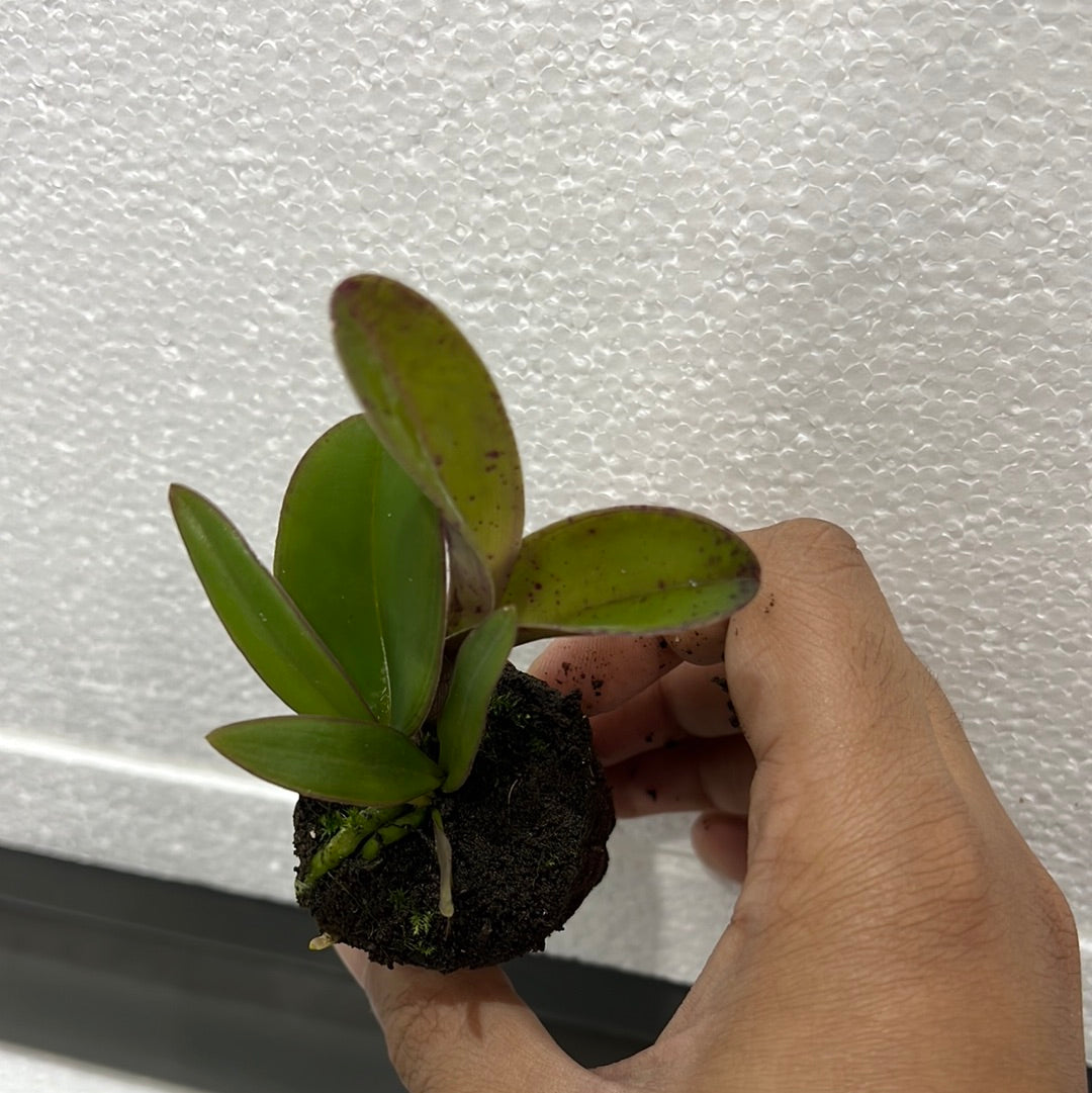 Cattleya schilleriana (BR Orquideas x Guarapari-coerulea) Secondary image