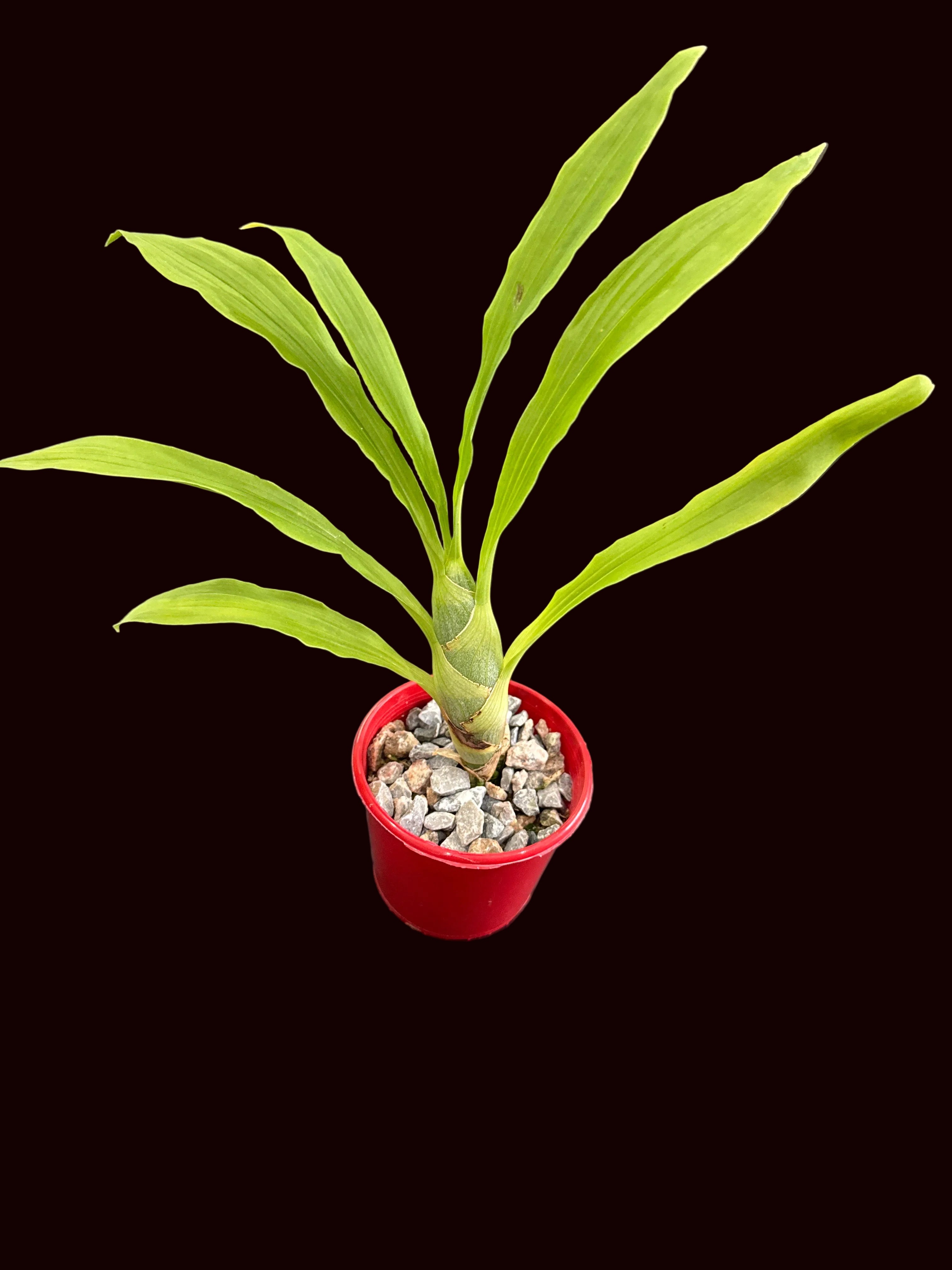 Cycnoches (Baker's Paradise 'Maple Syrup' x cooperi 'Dark Chocolate') Main image