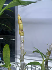 Dendrobium Stardust 'Firebird' (Flowering, In Buds)