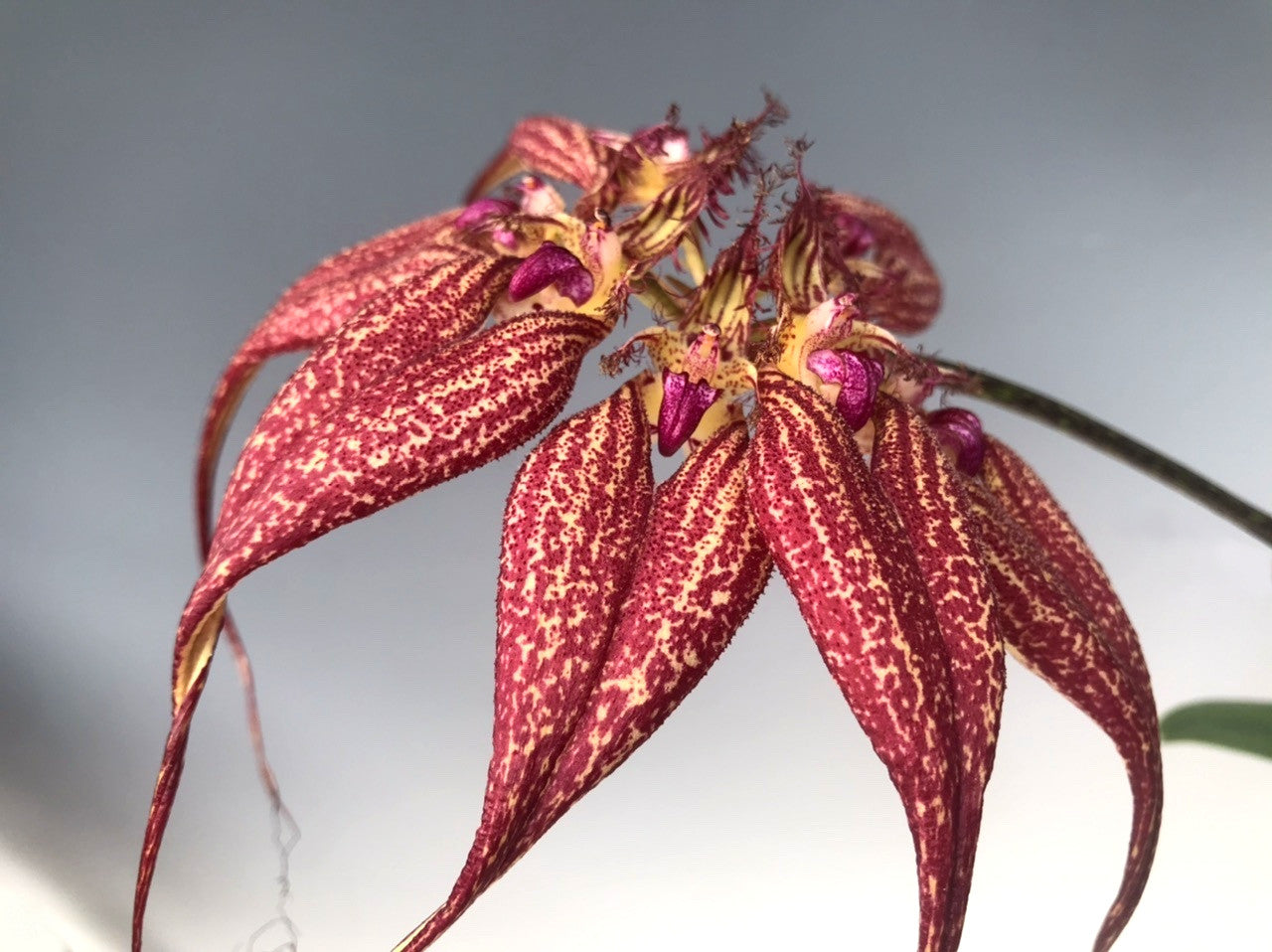 Bulbophyllum rothschildianum 'Red Chimney' (FLASK 40+ PLANTS) Main image