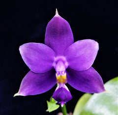 Phalaenopsis violacea f. coerulea  (Fragrant Species)