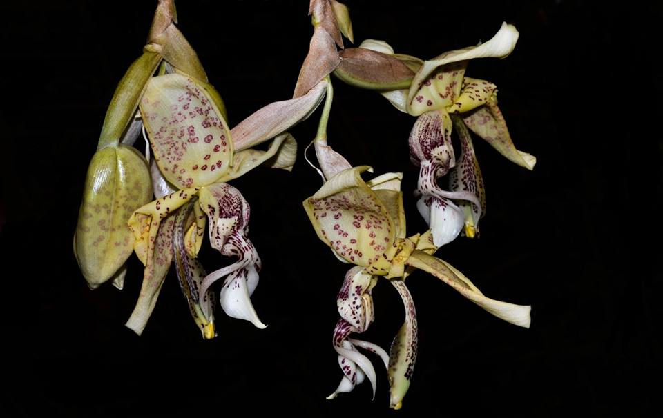 Stanhopea guttulata