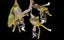 Stanhopea guttulata