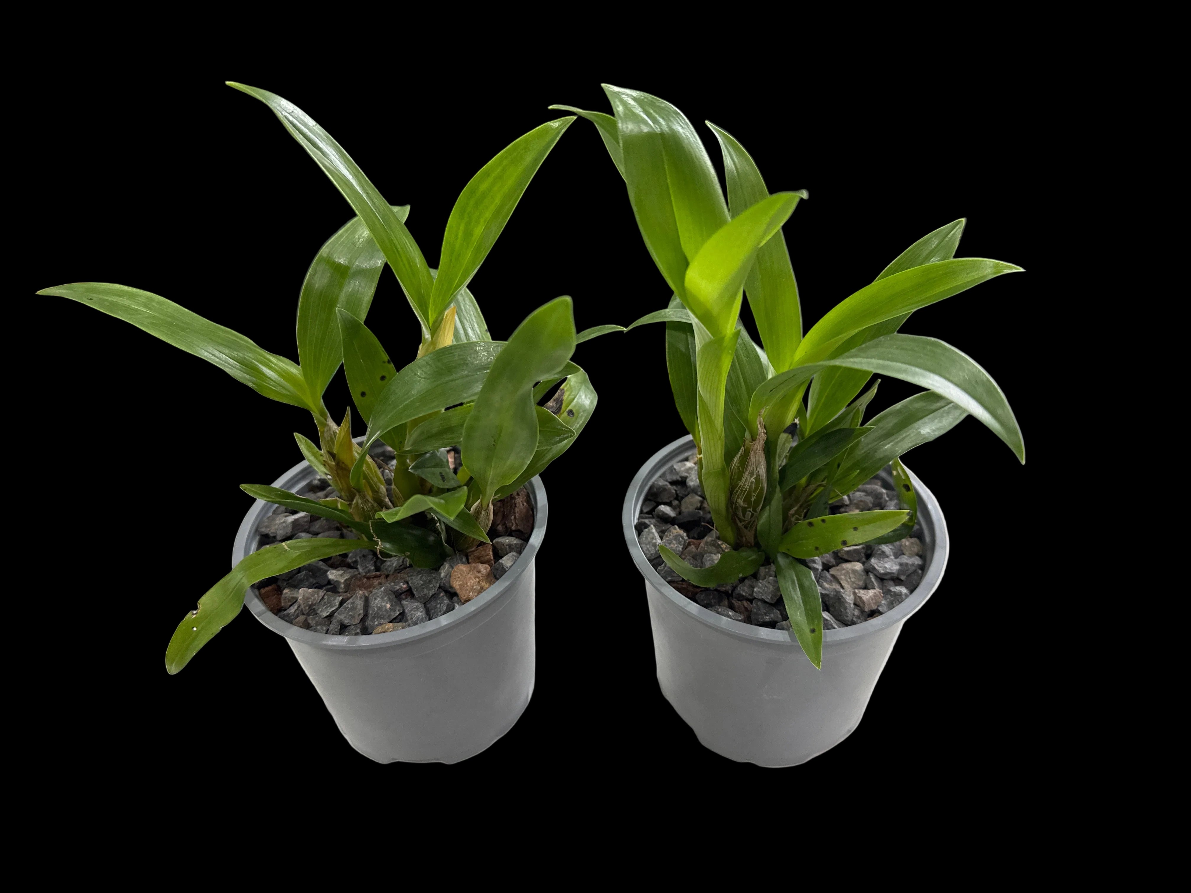 Dendrobium alexandrae (Latourea) Secondary image