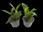 Dendrobium alexandrae (Latourea)