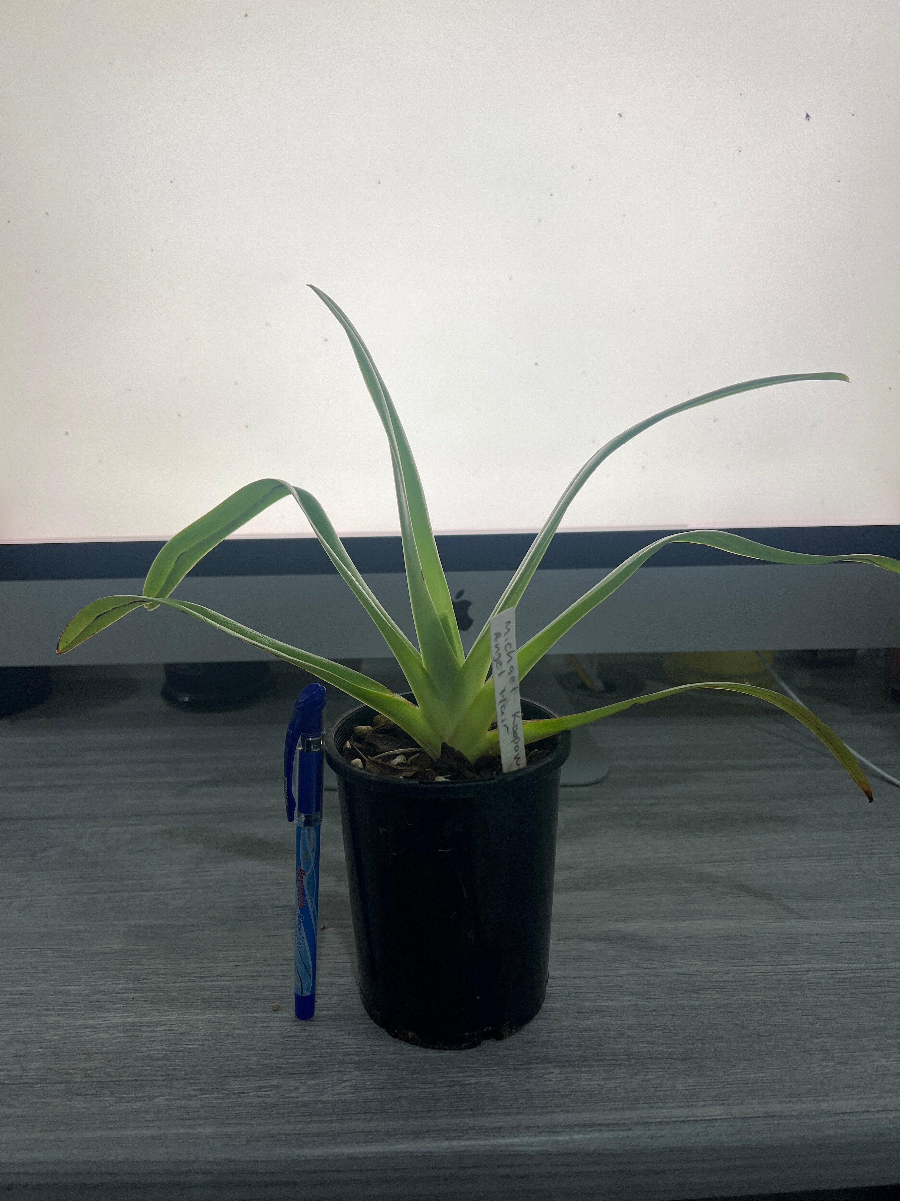 Paphiopedilum Michael Koopowitz × Angel Hair (NFS) Secondary image