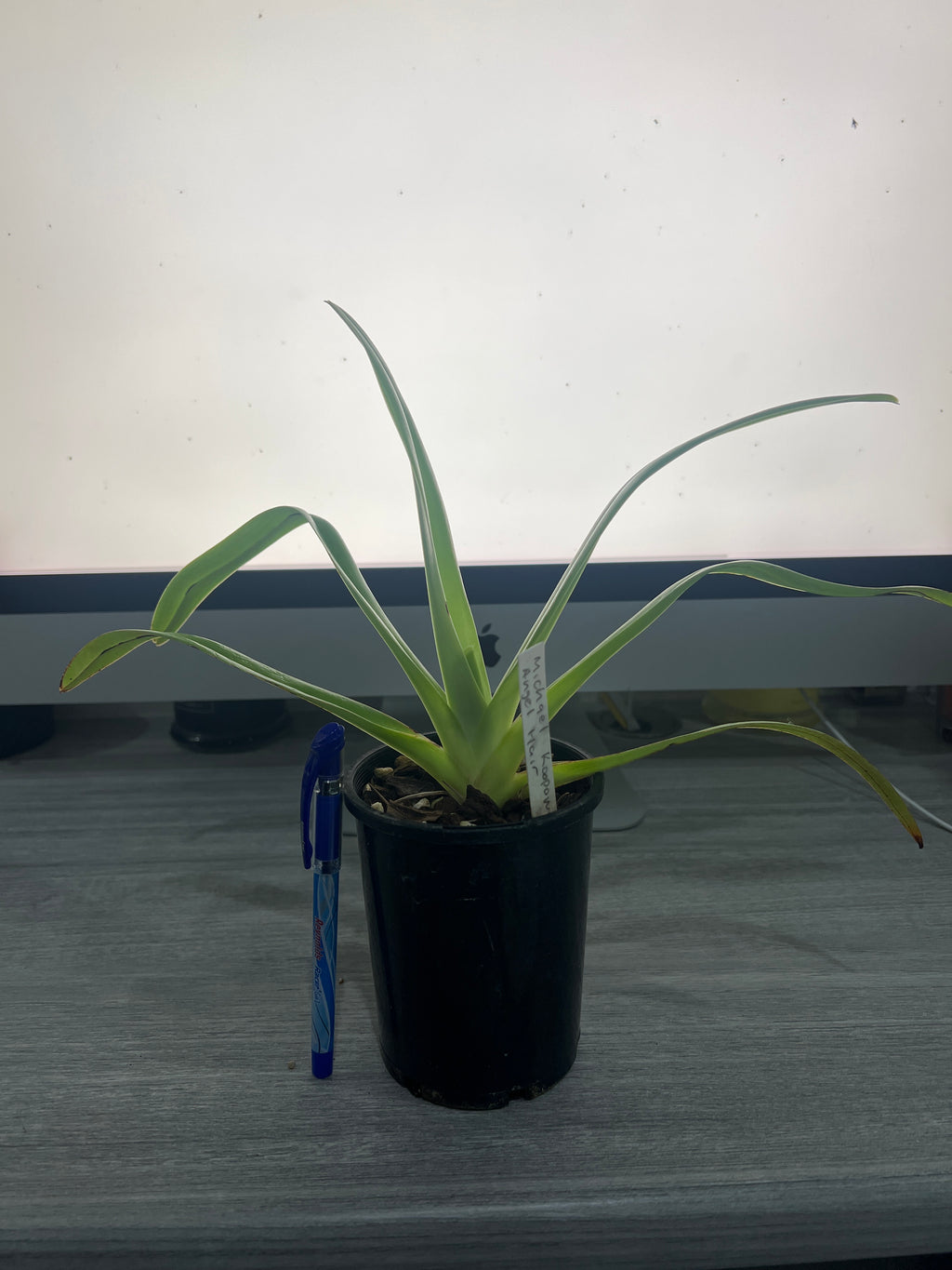 Paphiopedilum Michael Koopowitz × Angel Hair (NFS)