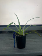 Paphiopedilum Michael Koopowitz × Angel Hair (NFS)