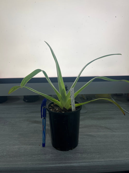 Paphiopedilum Michael Koopowitz × Angel Hair (NFS)