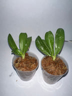 Phalaenopsis Joy Fairy Tale (Peloric, fragrant,Mericlone)