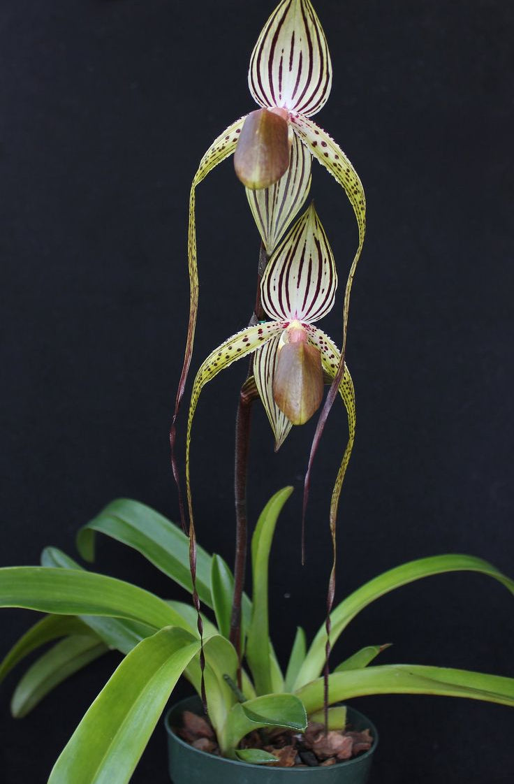Paph. Prince Edward of York x Booth's Sand Lady Main image