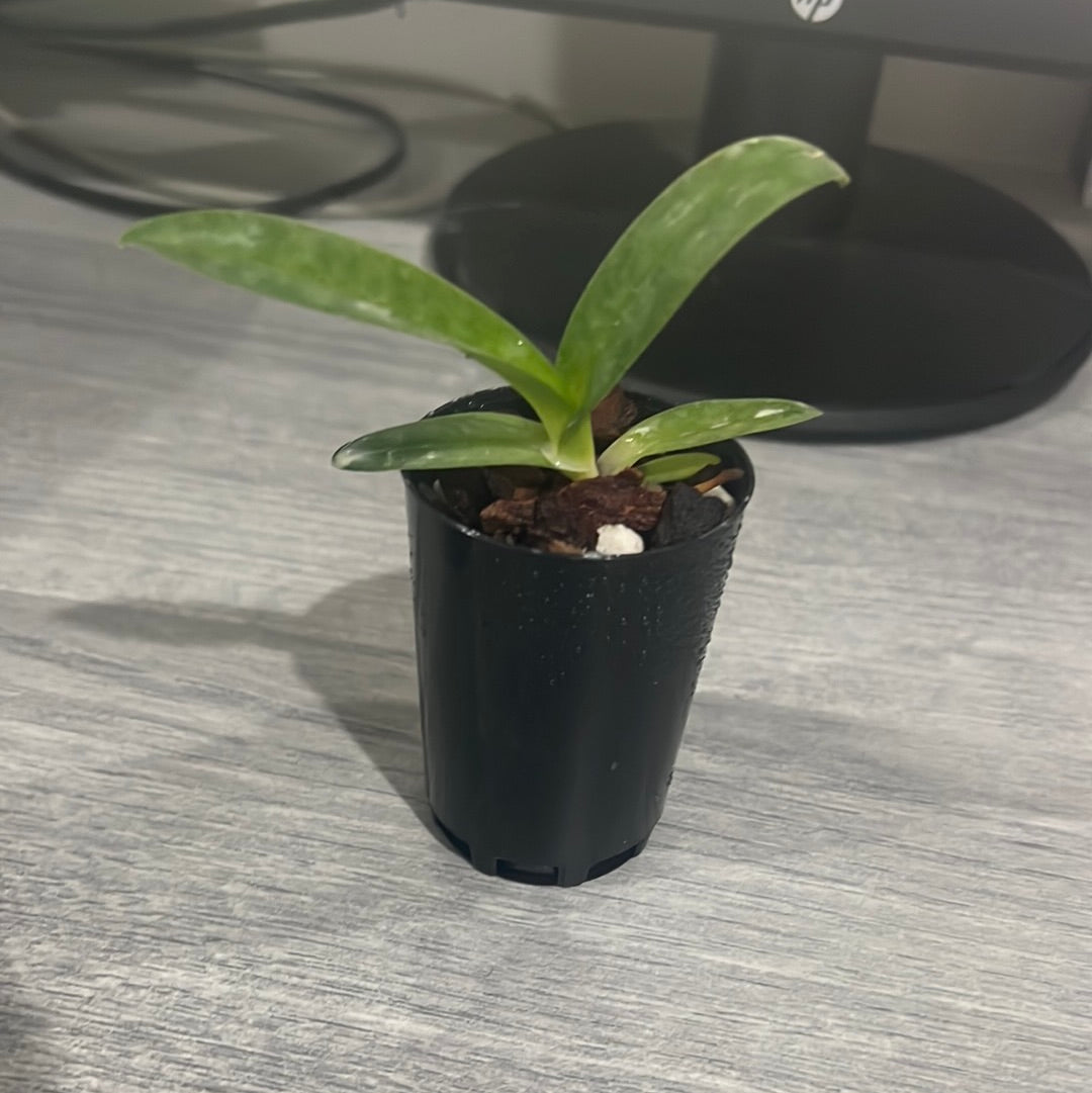 Paphiopedilum concolor f. alba (RARE SPECIES) Secondary image