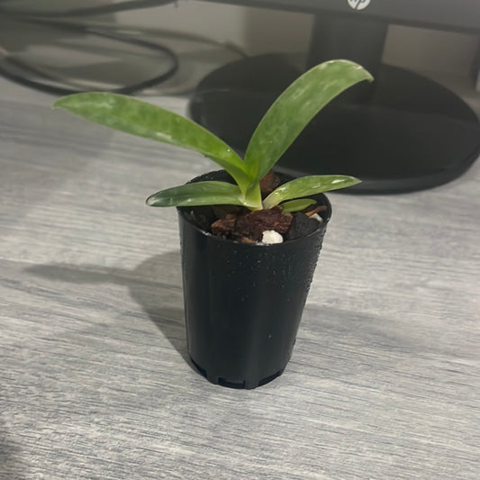 Paphiopedilum concolor f. alba (RARE SPECIES)