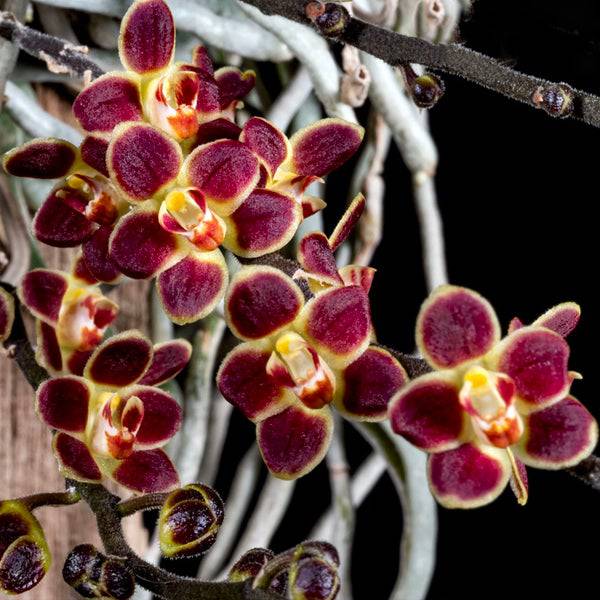 Chiloschista lunifera (Fragrant - Orchid Species)