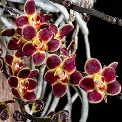 Chiloschista lunifera (Orchid Species)