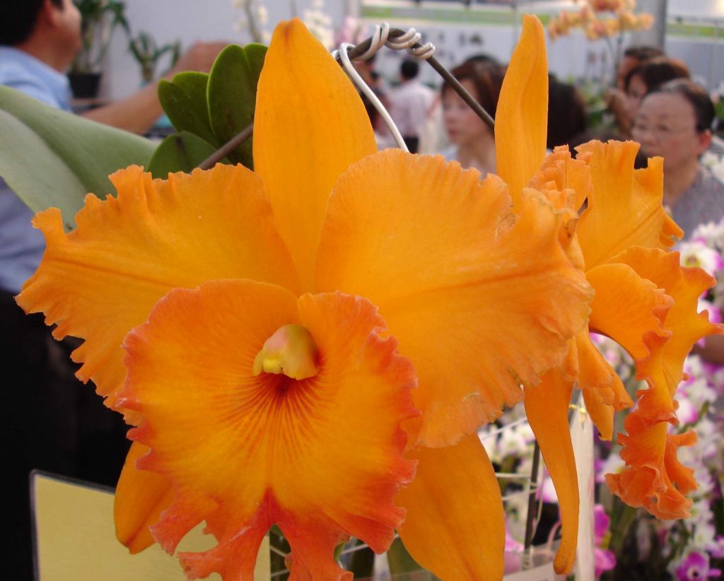Rlc. Spanish Eyes 'Tian Mu' (Mericlone) Main image
